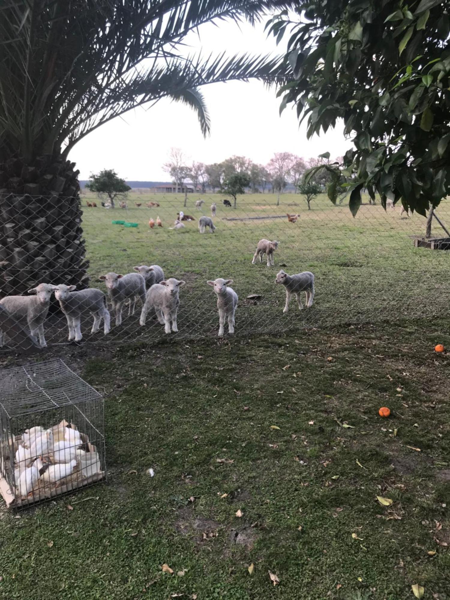 Estancia La Violeta Chajari Ngoại thất bức ảnh